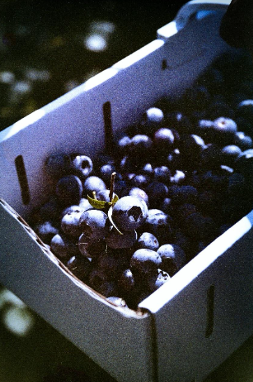 blueberry farming.PNG